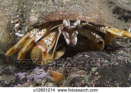 Picture - Common Hermit Crab (Pagarus berhardus), detail of head showing claws, eyes and antennae, St Abbs, Scotland, UK North Sea. Fotosearch