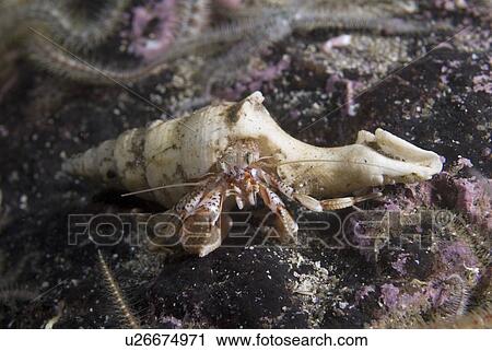 Stock Image - Common Hermit Crab (Pagarus berhardus), clear view of pink & brown coloured hermit crab in shell too big for crab, St Abbs, Scotland, UK North Sea. Fotosearch