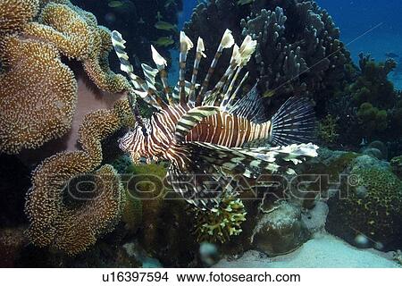 Common lionfish, Pterois volitans, Dumaguete, s Island, Philippines View Large Photo Image Picture - Common lionfish, Pterois volitans, Dumaguete, s Island, Philippines. Fotosearch