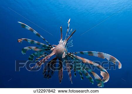 Common Lionfish (Pterois volitans). Red Sea. View Large Photo Image Stock Image - Common Lionfish (Pterois volitans). Red Sea.. Fotosearch