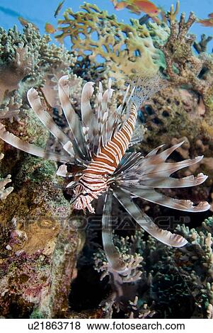 Common Lionfish (Pterois volitans). Red Sea. View Large Photo Image Stock Photo - Common Lionfish (Pterois volitans). Red Sea.. Fotosearch