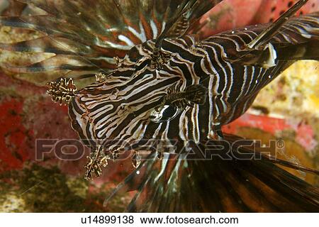 Common lionfish, (Pterois volitans), blends in with a variety of soft corals and sponges, Cars, Dumaguete, s Island, Philippines View Large Photo Image Stock Photo - Common lionfish, (Pterois volitans), blends in with a variety of soft corals and sponges, Cars, Dumaguete, s Island, Philippines. Fotosearch