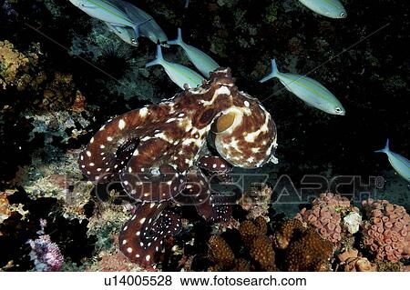 Stock Photo - Common Octopus (Octopus cyaneus). Seychelles, Indian Ocean. Fotosearch