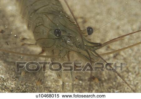 Common Prawn (Palaemon serratus) Babbacombe, Torquay, South Devon, UK View Large Photo Image Stock Photography - Common Prawn (Palaemon serratus) Babbacombe, Torquay, South Devon, UK. Fotosearch