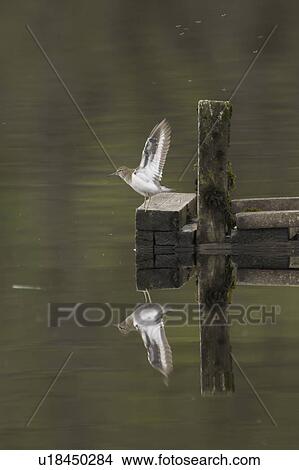 Picture - Common Sandpiper (Actitis hypoleucos) on pier feeding on knats flapping wings, reflected in water. The Knats congregate at the end of piers and rock outcrops on the Loch which make them a perfect snack for Common Sandpipers.. Fotosearch