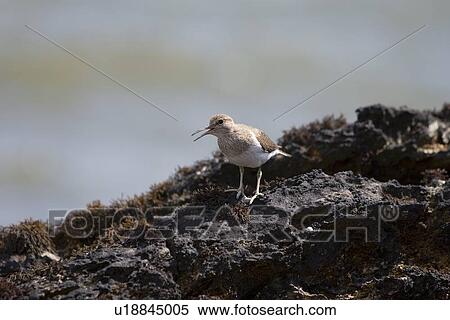 Stock Photography - Common Sandpiper (Actitis hypoleucos) on rocky marine foreshore. Hebrides, Scotland.. Fotosearch