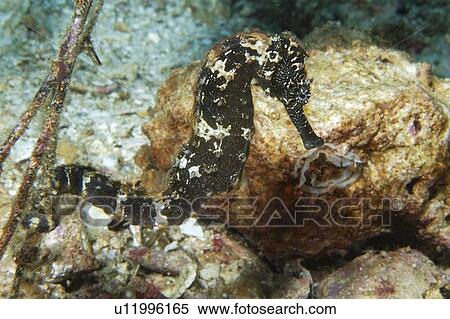 Common seahorse, Hippocampus taeniopterus, Malapascua, Northern Cebu, Philippines, Visayan Sea View Large Photo Image Stock Photography - Common seahorse, Hippocampus taeniopterus, Malapascua, Northern Cebu, Philippines, Visayan Sea. Fotosearch