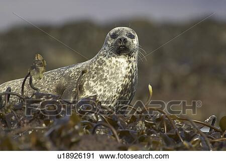Common Seal (Phoca vitulina) in bed of seaweed on rocks. Argyll, Scotland, UK View Large Photo Image Stock Image - Common Seal (Phoca vitulina) in bed of seaweed on rocks. Argyll, Scotland, UK. Fotosearch