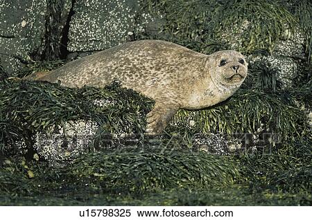 Common seal (Phoca vitulina) on seaweed covered rocks near Isle of Mull, Scotland View Large Photo Image Stock Photography - Common seal (Phoca vitulina) on seaweed covered rocks near Isle of Mull, Scotland. Fotosearch