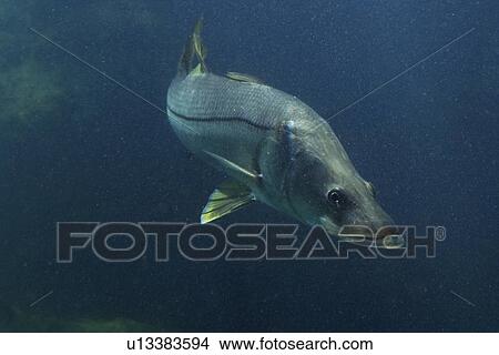 Common snook or Snoek, Centropomus undecimalis, Homosassa Springs Wildlife State Park, Florida, USA (rr) View Large Photo Image Picture - Common snook or Snoek, Centropomus undecimalis, Homosassa Springs Wildlife State Park, Florida, USA (rr). Fotosearch