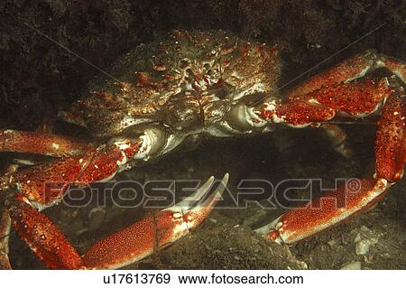 Stock Photo - Common Spider Crab (Maja squinado) Babbabcombe, Torquay, South Devon, UK. Fotosearch