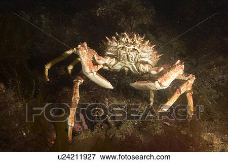 Common Spider Crab (Maja squinado) UK View Large Photo Image Stock Photo - Common Spider Crab (Maja squinado) UK. Fotosearch