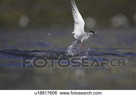 Common Tern (Sterna hirundo) emerging from water after a dive with fish in mouth. Oban, Argyll, Scotland, UK View Large Photo Image Stock Photograph - Common Tern (Sterna hirundo) emerging from water after a dive with fish in mouth. Oban, Argyll, Scotland, UK. Fotosearch