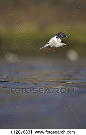 Stock Image - Common Tern (Sterna hirundo) flying in Oban town centre while fishing. Oban, Argyll, Scotland, UK. Fotosearch
