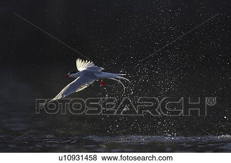Stock Photo - Common Tern (Sterna hirundo) flying in Oban town centre while fishing, just after emerging from a fishing dive. Oban, Argyll, Scotland, UK (rr). . Fotosearch
