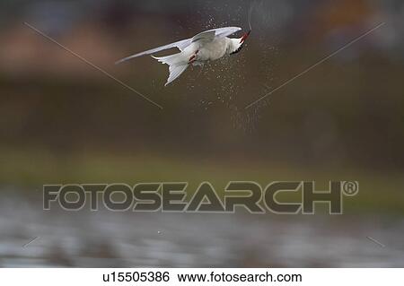 Stock Photograph - Common Tern (Sterna hirundo) shaking water off wings in mid air after diving for fish. Oban, Argyll, Scotland, UK. Fotosearch