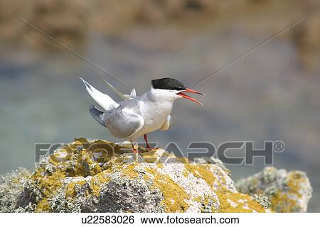 Stock Photograph - Common tern (Sterna hirundo) displaying. UK (rr). Fotosearch