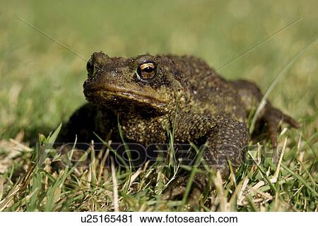 Common toad. UK View Large Photo Image Stock Image - Common toad. UK. Fotosearch
