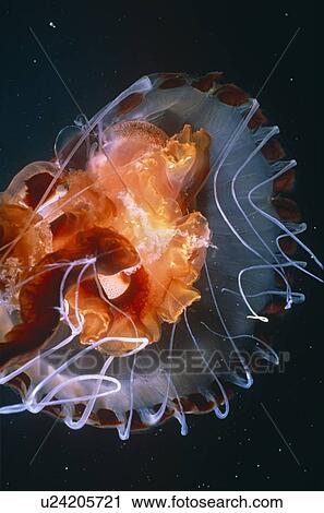 Compass Jellyfish (Chrysaora hysoscella) glowing at night. UK. View Large Photo Image Stock Image - Compass Jellyfish (Chrysaora hysoscella) glowing at night. UK.. Fotosearch
