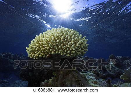 Stock Image - Coral, Acropora sp., Ailuk atoll, Marshall Islands, Pacific. Fotosearch