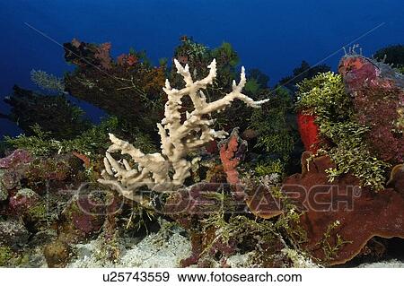 Coral, Acropora sp., Rongelap, Marshall Islands, Micronesia View Large Photo Image Stock Photo - Coral, Acropora sp., Rongelap, Marshall Islands, Micronesia. Fotosearch