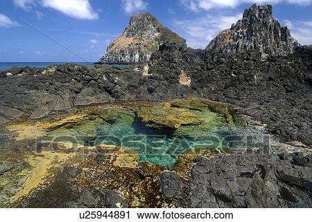 Coral and tide pool with Dois Irmaos in the background, Fernando de Noronha national marine sanctuary, Pernambuco, Brazil (S. Atlantic) View Large Photo Image Stock Image - Coral and tide pool with Dois Irmaos in the background, Fernando de Noronha national marine sanctuary, Pernambuco, Brazil (S. Atlantic). Fotosearch