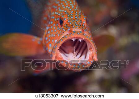 Stock Photo - Coral Grouper (Cephalopholis miniata) being cleaned by a Bruun's Cleaning Partner Shrimp (Urocaridella aontonbruunii) this incredible gaping action allows the shrimp uninhibited access to the mouth and gills. Red Sea.. Fotosearch