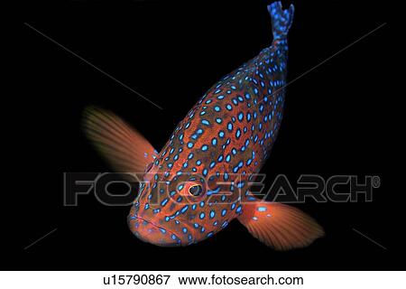 Coral Grouper (Cephalopholis miniata) Sabang wreck, Puerto Galera, Mindoro, Philippines ` View Large Photo Image Stock Photo - Coral Grouper (Cephalopholis miniata) Sabang wreck, Puerto Galera, Mindoro, Philippines `. Fotosearch