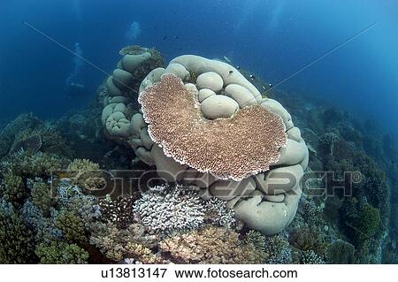 Stock Photo - Coral Head (Acropora sp) and reef scene. Borneo, Malaysia. Fotosearch
