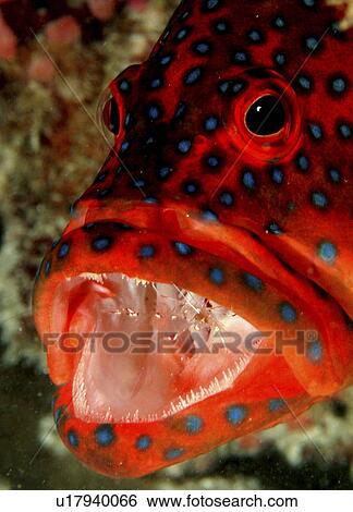 Stock Photograph - Coral Hind/Trout (Cephalopholi Miniata) at cleaning station with Cleaner Shrimp (Sp. Unknown). Eiyadu house reef, Maldives, Indian Ocean.. Fotosearch