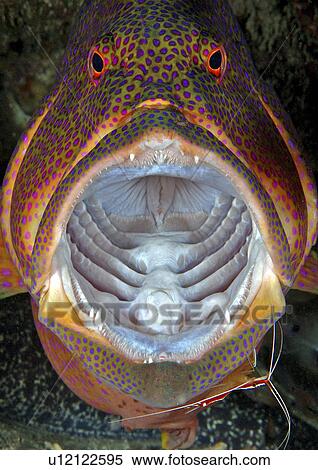 Coral Hind/Trout (Cephalopholi miniata). Mouth open. Nuweiba, South Sinai, Egypt, Red Sea. View Large Photo Image Stock Photography - Coral Hind/Trout (Cephalopholi miniata). Mouth open. Nuweiba, South Sinai, Egypt, Red Sea.. Fotosearch