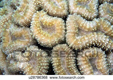 Stock Photo - Coral, Lobophyllia corymbosa, Ailuk atoll, Marshall Islands, Pacific. Fotosearch