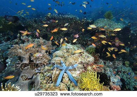Coral Reef Scene A multitude of sponges, tunicates, feather stars, sea stars, soft and hard corals as well as fish co-exist harmoniously in the reefs at Cogon, Apo Island marine reserve, Philippines (Visayan sea) View Large Photo Image Stock Image - Coral Reef Scene A multitude of sponges, tunicates, feather stars, sea stars, soft and hard corals as well as fish co-exist harmoniously in the reefs at Cogon, Apo Island marine reserve, Philippines (Visayan sea). Fotosearch