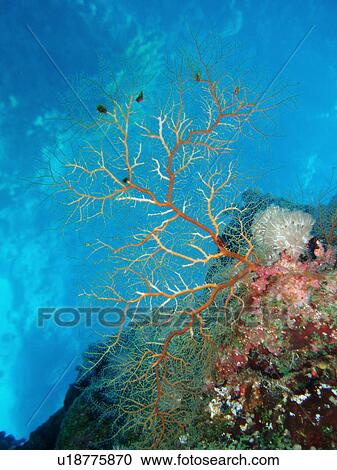 Coral species. Southern Red Sea, Egypt. (rr) View Large Photo Image Stock Image - Coral species. Southern Red Sea, Egypt. (rr). Fotosearch