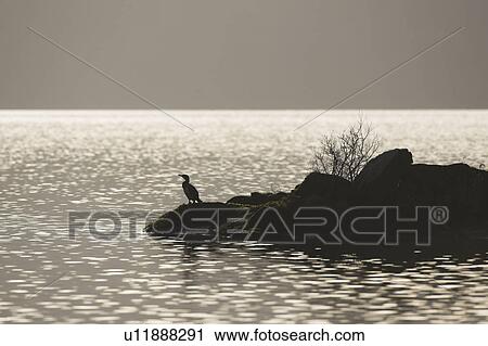 Stock Image - Cormorant (Phalacrocorax carbo) silhouetted against water while drying on an Island. Cormorant wings are not fully waterproof therefore they spend a lot of time on rocks, buoys etc drying off their wings.. Argyll, Scotland. Fotosearch