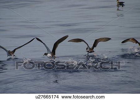 Picture - Cory shearwaters taking off from surface (Calonectris diomedea) Azores, Atlantic Ocean. Fotosearch