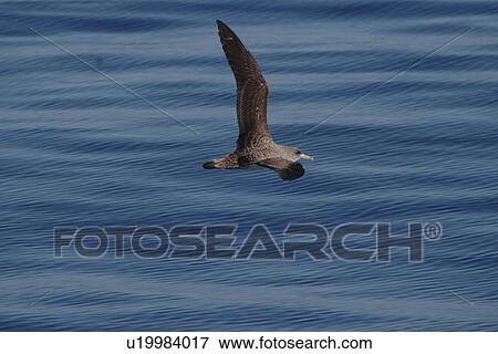 Cory's Shearwater, Calonectris diomeda, gliding off the Azores Islands View Large Photo Image Stock Photo - Cory's Shearwater, Calonectris diomeda, gliding off the Azores Islands. Fotosearch