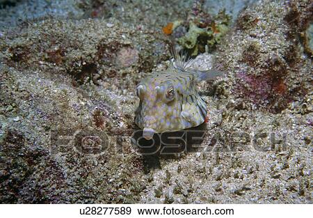 Cow fish (Latoria formasini). Seychelles. View Large Photo Image Stock Photo - Cow fish (Latoria formasini). Seychelles.. Fotosearch