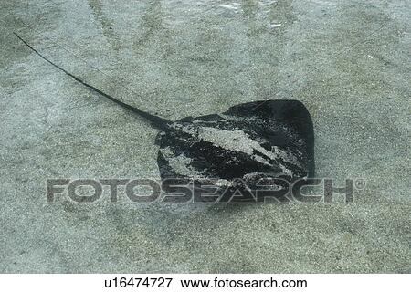 Cowtail stingray, Pastinachus sephen, captive, Oahu, Hawaii (Pacific) View Large Photo Image Stock Photo - Cowtail stingray, Pastinachus sephen, captive, Oahu, Hawaii (Pacific). Fotosearch