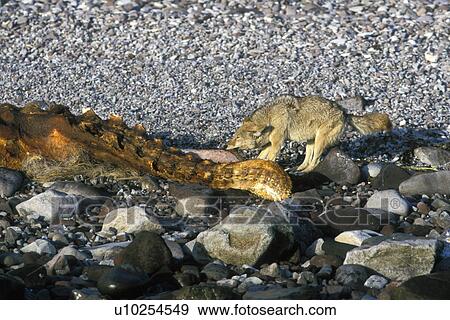 Coyote (Canis latrans) feeding on the carcass of a California Gray Whale (Eschrichtius robustus) calf washed up on Isla Tiburon in the midriff region of the Gulf of California (Sea of Cortez), Mexico. View Large Photo Image Stock Photo - Coyote (Canis latrans) feeding on the carcass of a California Gray Whale (Eschrichtius robustus) calf washed up on Isla Tiburon in the midriff region of the Gulf of California (Sea of Cortez), Mexico.. Fotosearch
