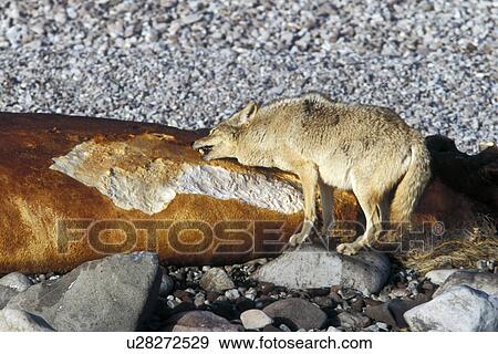 Coyote (Canis latrans) feeding on the carcass of a California Gray Whale (Eschrichtius robustus) calf washed up on Isla Tiburon in the midriff region of the Gulf of California (Sea of Cortez), Mexico. View Large Photo Image Stock Photo - Coyote (Canis latrans) feeding on the carcass of a California Gray Whale (Eschrichtius robustus) calf washed up on Isla Tiburon in the midriff region of the Gulf of California (Sea of Cortez), Mexico.. Fotosearch