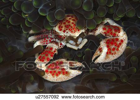 Crab in Anemone (Neopetrolisthes maculata). Mabul, Sipadan, Borneo, Malaysia, Indo-Pacific. View Large Photo Image Stock Image - Crab in Anemone (Neopetrolisthes maculata). Mabul, Sipadan, Borneo, Malaysia, Indo-Pacific.. Fotosearch
