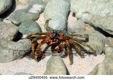 Crab on Mellu Island, Rongelap, Marshall Islands (N. Pacific) View Large Photo Image Stock Photography - Crab on Mellu Island, Rongelap, Marshall Islands (N. Pacific). Fotosearch