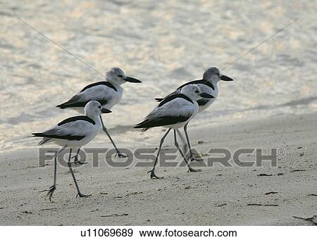 Crab plovers (Dromas ardeola) moving along waters edge in late evening to roosting grounds. Bird Island, Seychelles, Indian Ocean View Large Photo Image Stock Photo - Crab plovers (Dromas ardeola) moving along waters edge in late evening to roosting grounds. Bird Island, Seychelles, Indian Ocean. Fotosearch