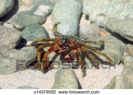 Crab (Species unknown) Mellu Island, Rongelap, Marshall Islands (N. Pacific) View Large Photo Image Stock Image - Crab (Species unknown) Mellu Island, Rongelap, Marshall Islands (N. Pacific). Fotosearch