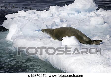 Crabeater Seal (Lobodon carcinophaga) Adult hauled out on ice near the Antarctic Peninsula. (rr) View Large Photo Image Stock Image - Crabeater Seal (Lobodon carcinophaga) Adult hauled out on ice near the Antarctic Peninsula. (rr). Fotosearch