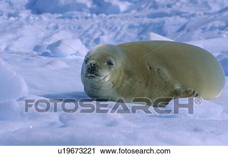 Stock Image - Crabeater Seal (Lobodon Carcinophaga) lying asleep on an ice floe. Danco Island, Antarctic Peninsula, Antarctica.. Fotosearch