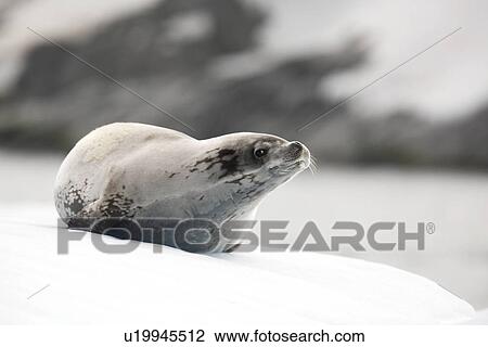 Crabeater seal (Lobodon carcinophaga) hauled out in and around the Antarctic Peninsula. View Large Photo Image Stock Image - Crabeater seal (Lobodon carcinophaga) hauled out in and around the Antarctic Peninsula.. Fotosearch