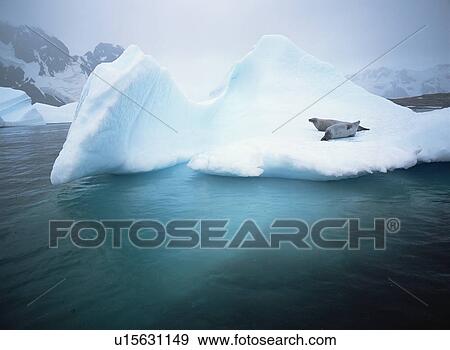 Crabeater seals (Lobodon carcinophaga) resting on ice floe, Antarctica View Large Photo Image Stock Photo - Crabeater seals (Lobodon carcinophaga) resting on ice floe, Antarctica. Fotosearch