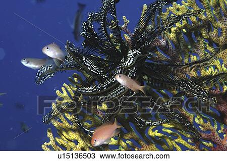 Stock Image - Crinoid or Feather Starfish (Comantheria briareus) starfish on yellow sea fan and pink anthias fish, Mabul, Borneo, Malaysia, South China Sea. Fotosearch